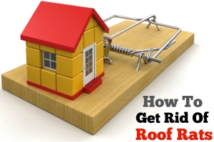 How To Get Rid Of Roof Rats
